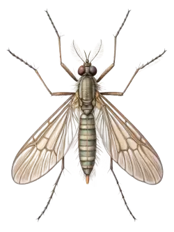 Imagen PNG para descargar